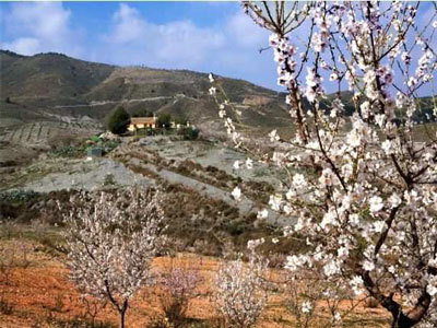 Arboles en flor - Jornadas Regionales sobre Turismo Rural